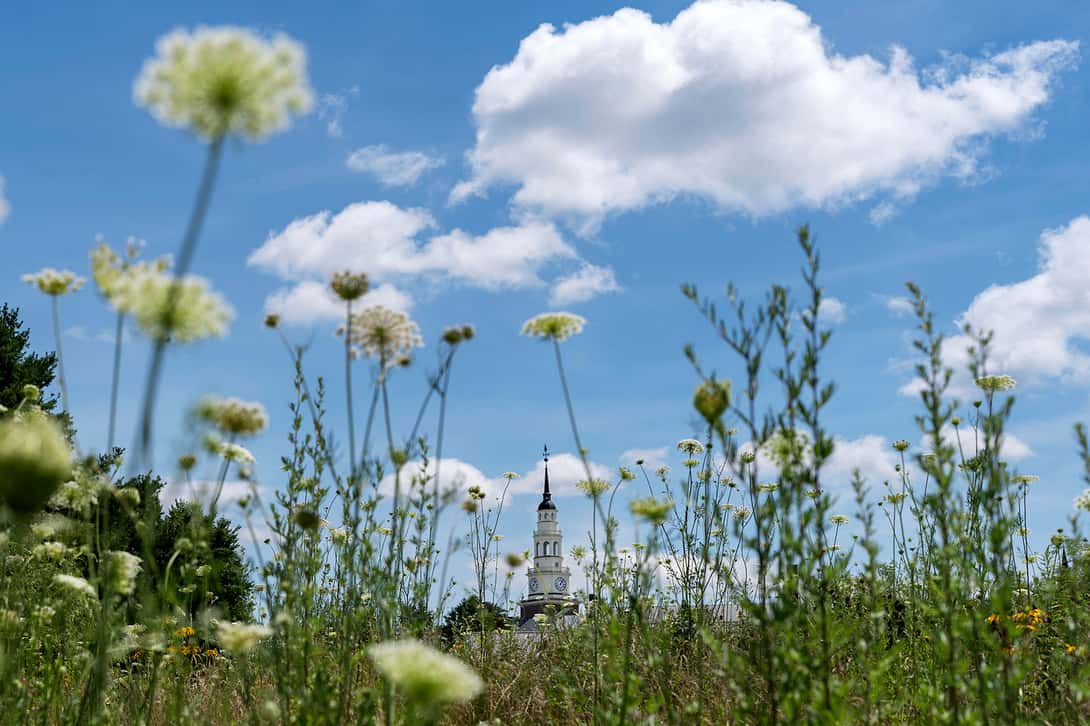 College tower seen through tall flowers