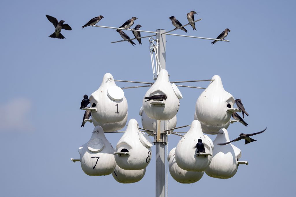 Purple martins feed their young and perch on top of their housing complex. 