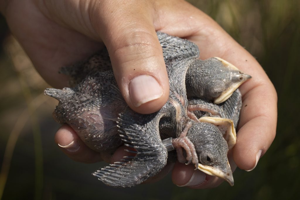 A person holds at least two purple martin chicks in their hands. 