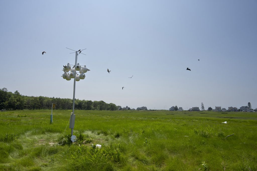 Purple martins fly around the housing complex where they live on a salt marsh. 