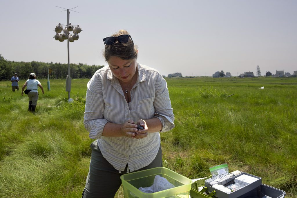 A person carefully holds a purple martin chick on a salt marsh. 