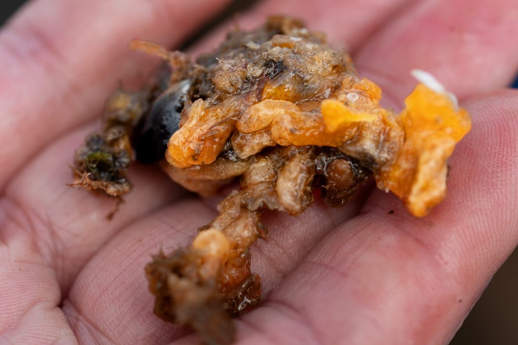 A sea squirt held in the palm of a hand.