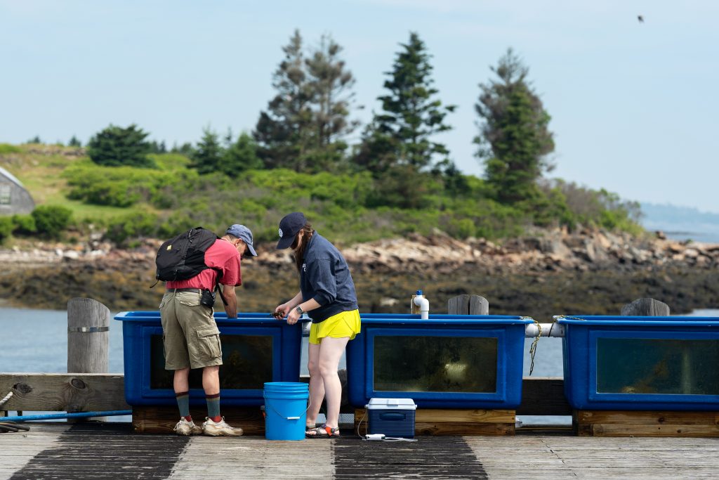 People look at touch tanks containing tunicates.