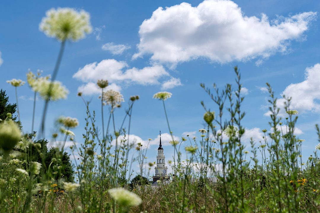 College tower seen through tall flowers