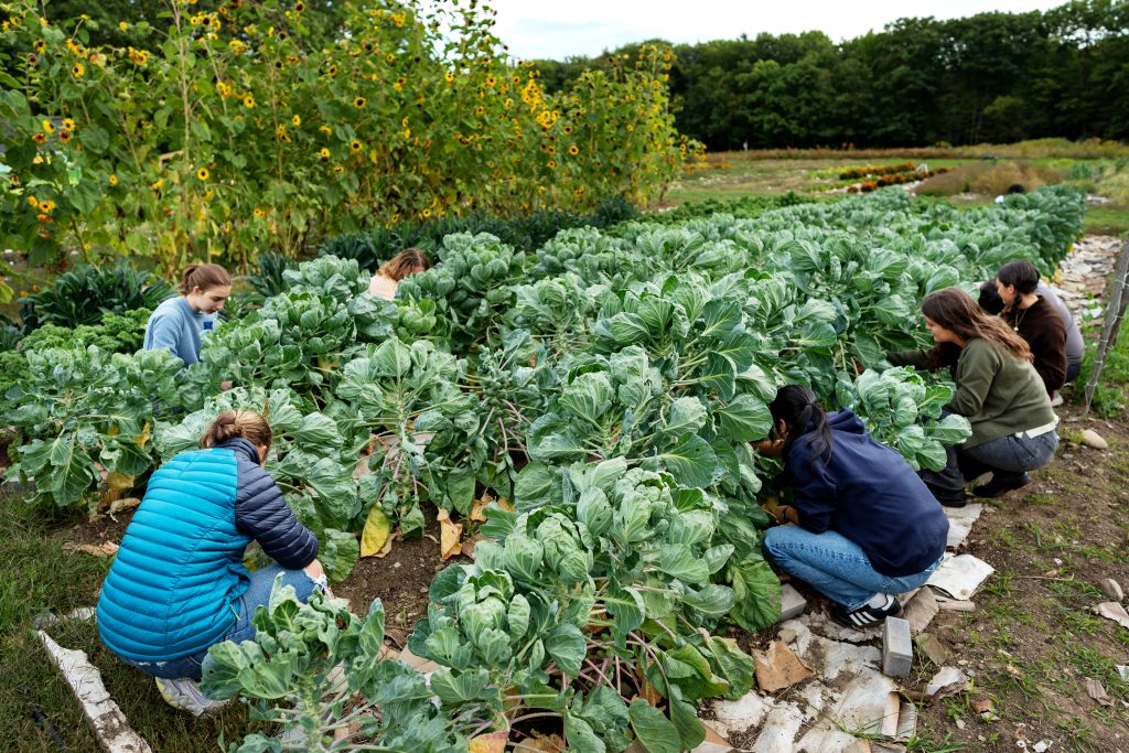 A group of students kneel down to harvest Brussels sprouts at Colby's organic garden. 
