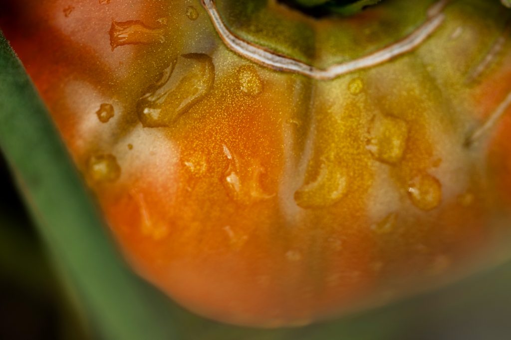 Droplets of water roll off a tomato. 