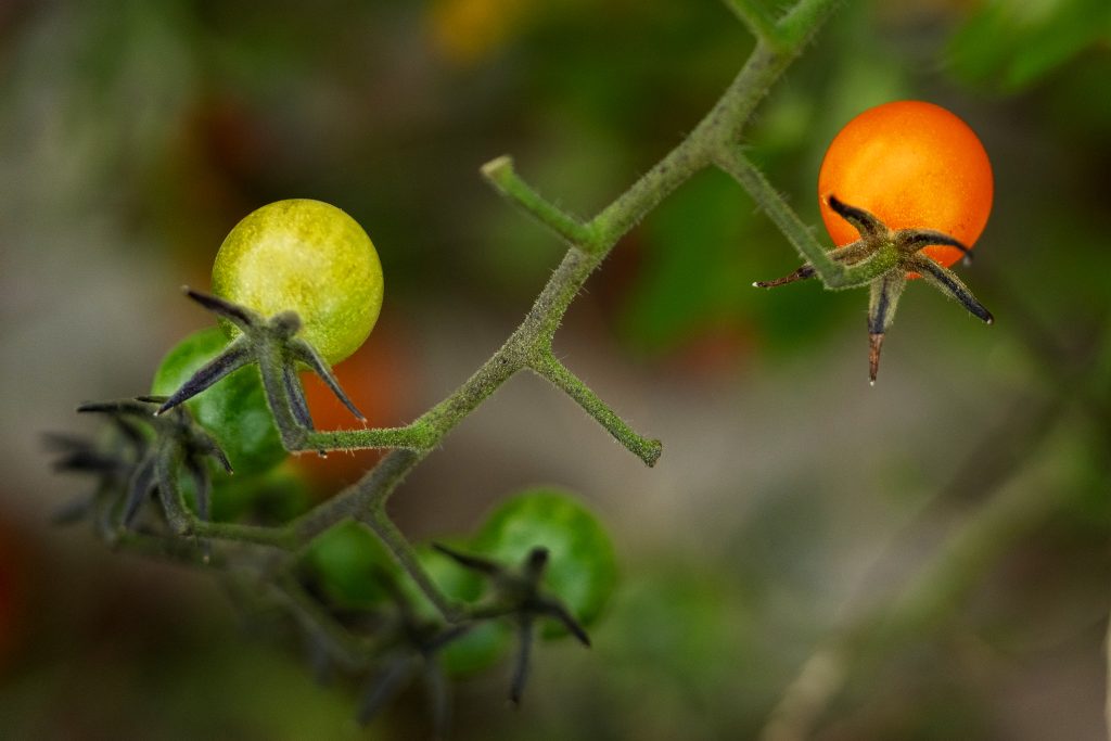 Tomatoes ripen on the vine. 