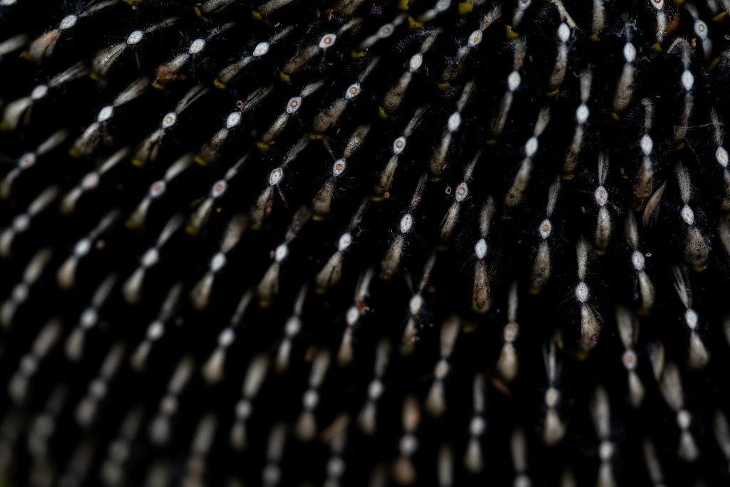 Close-up shots of a sunflower. 