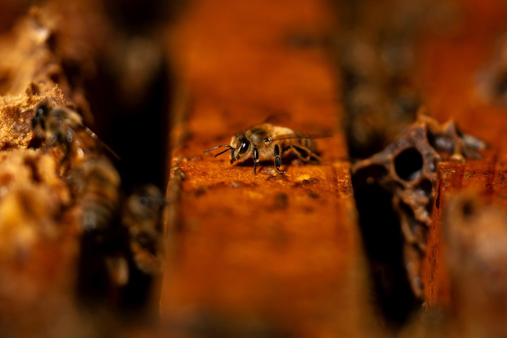 Honey bees at work. 