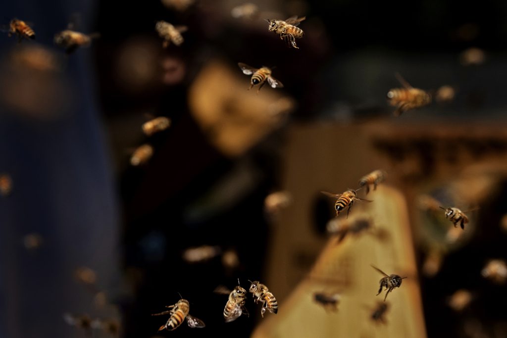 Bees fly around a hive located at Colby's organic garden. 