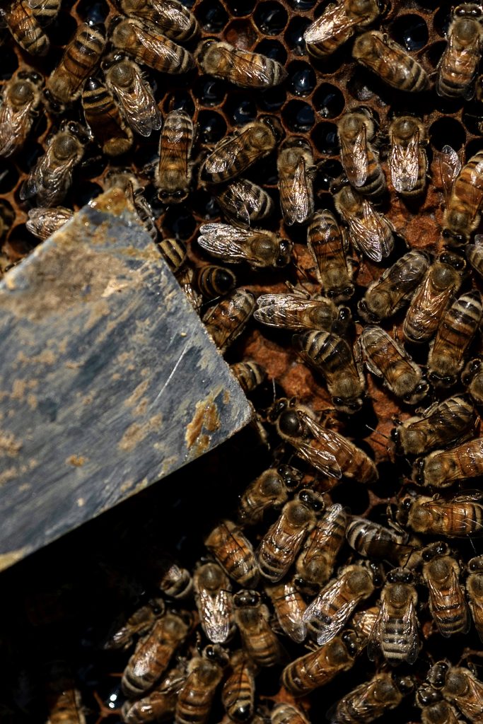 Bees inside a hive. 