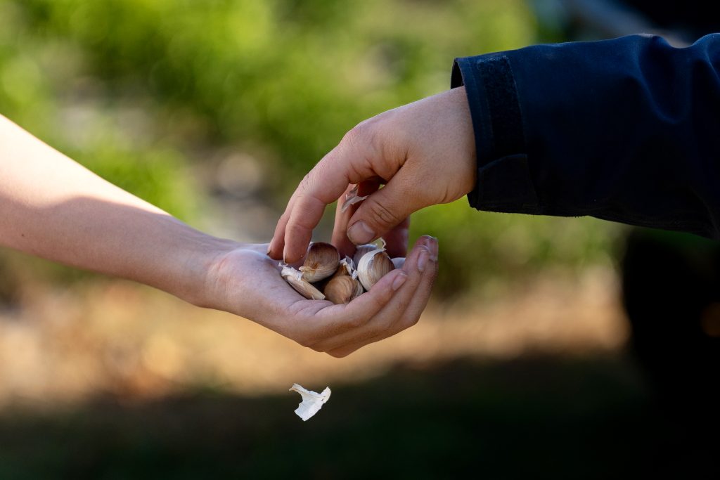 A person holds garlic cloves about to be planted at Colby's organic garden. 