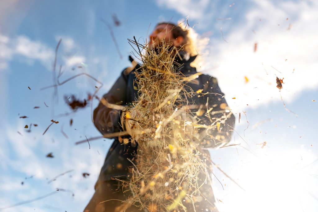 A person uses mulch during the October garlic planting. 