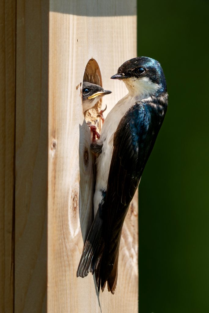 A tree swallow perches on a nest box to feed its young who pokes its head out from the nest entrance hole.