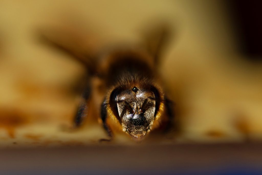 A close up of a bee facing forward.