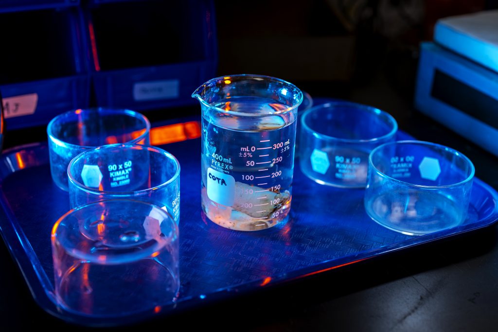An assortment of beakers on a tray, one holding a specimen. 