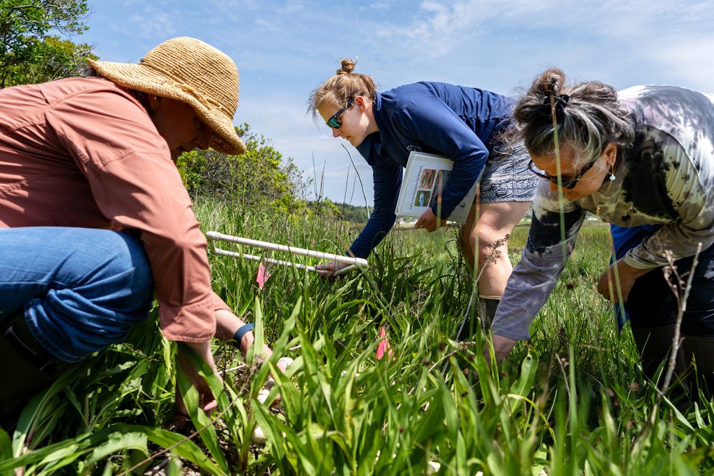 Three people bent over in the grass combing through the plants with their hands.