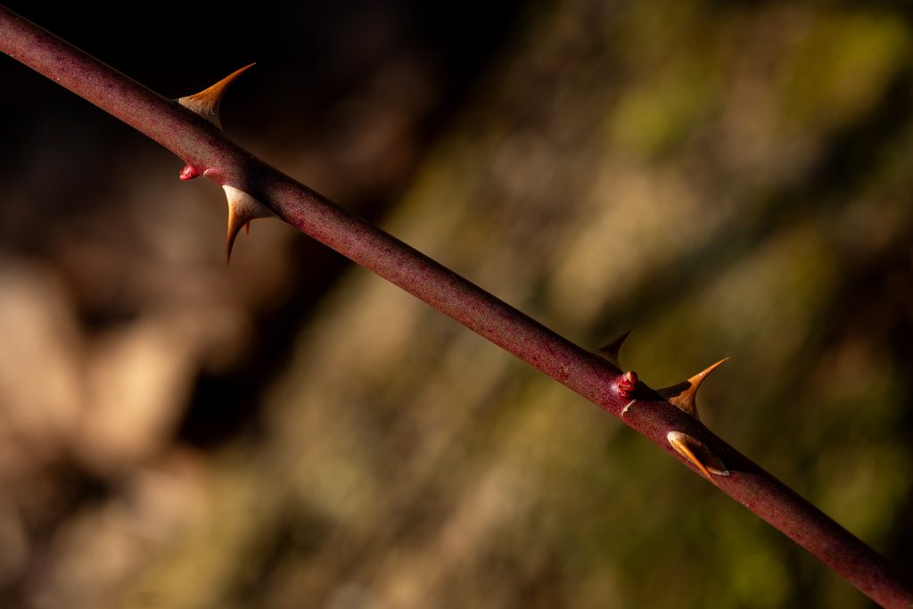 A multiflora rose stem.