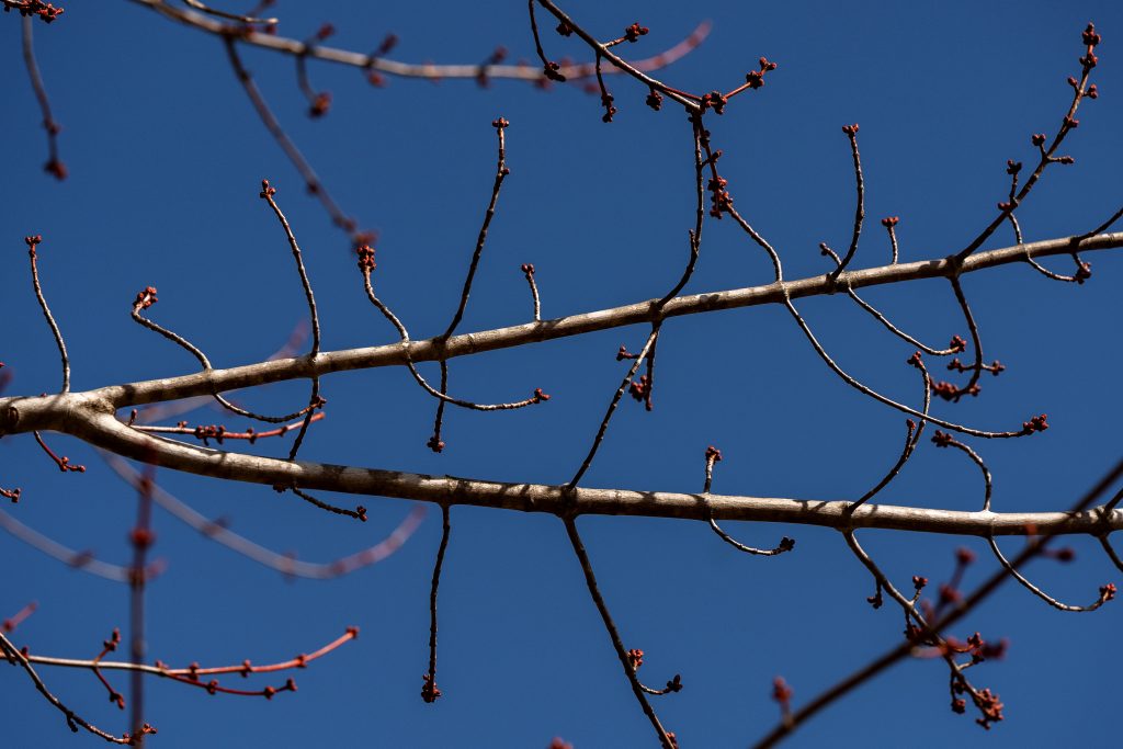 A red maple tree in early bud.