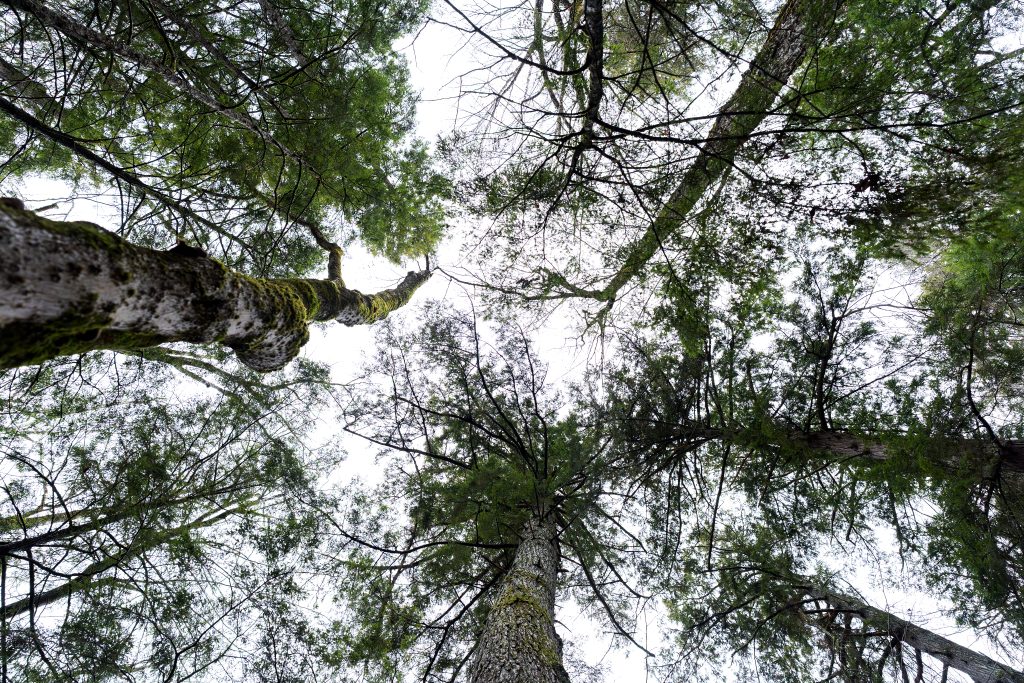 A photo looking up at the tops of trees.