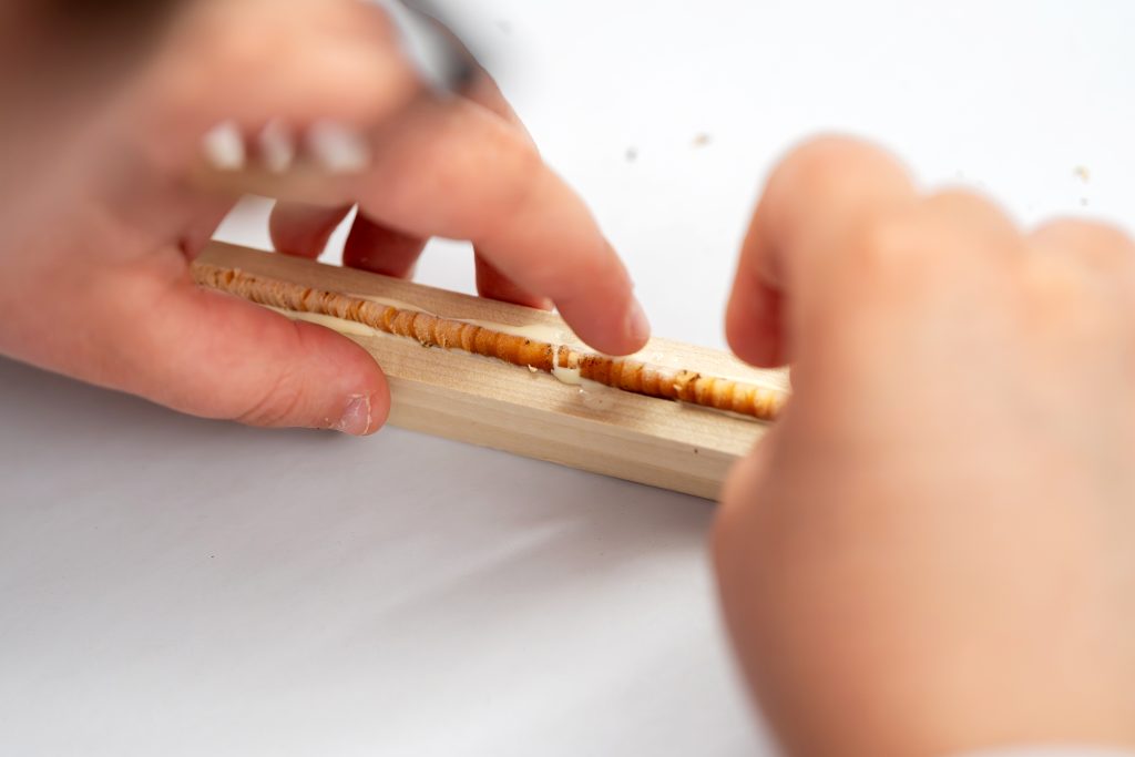 A person glues a tree core sample.