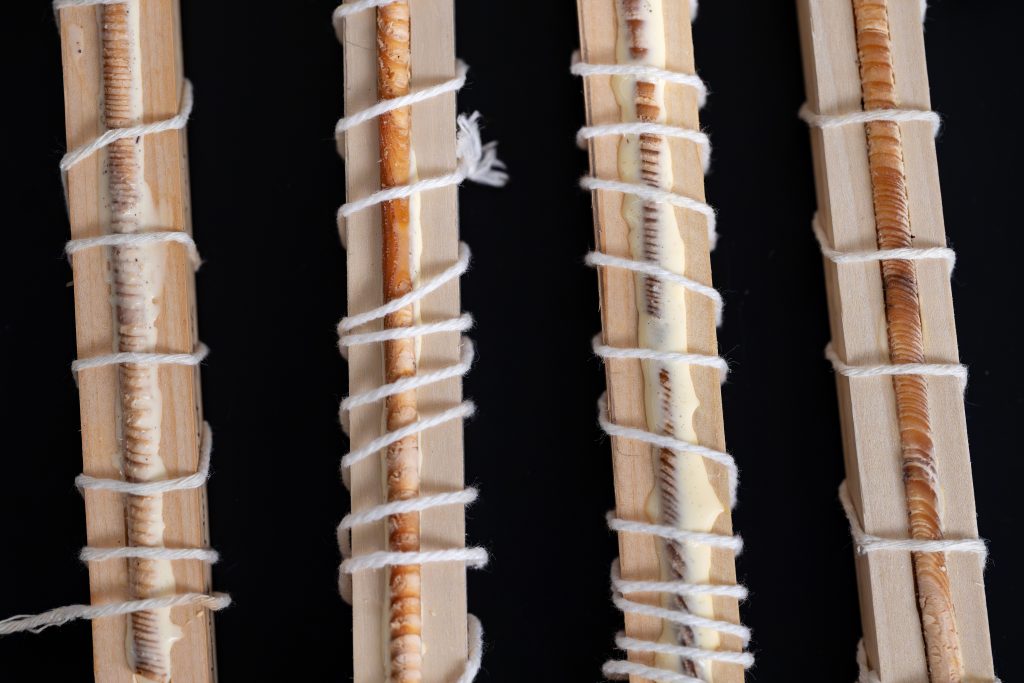 Glued tree core samples.