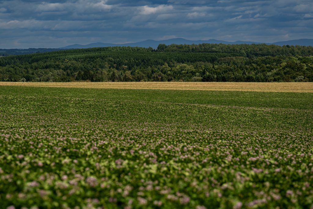 Potato fields in blossom 
