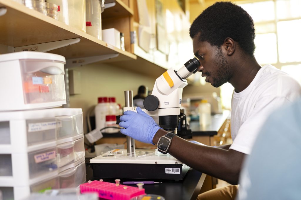 A student looks through a microscope.