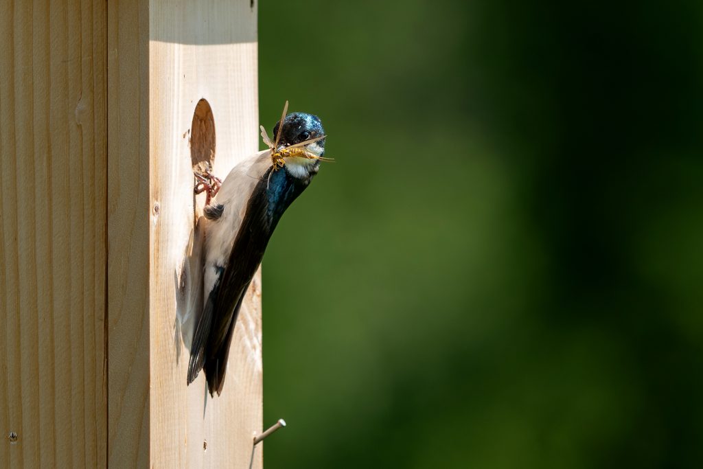 An adult tree swallow