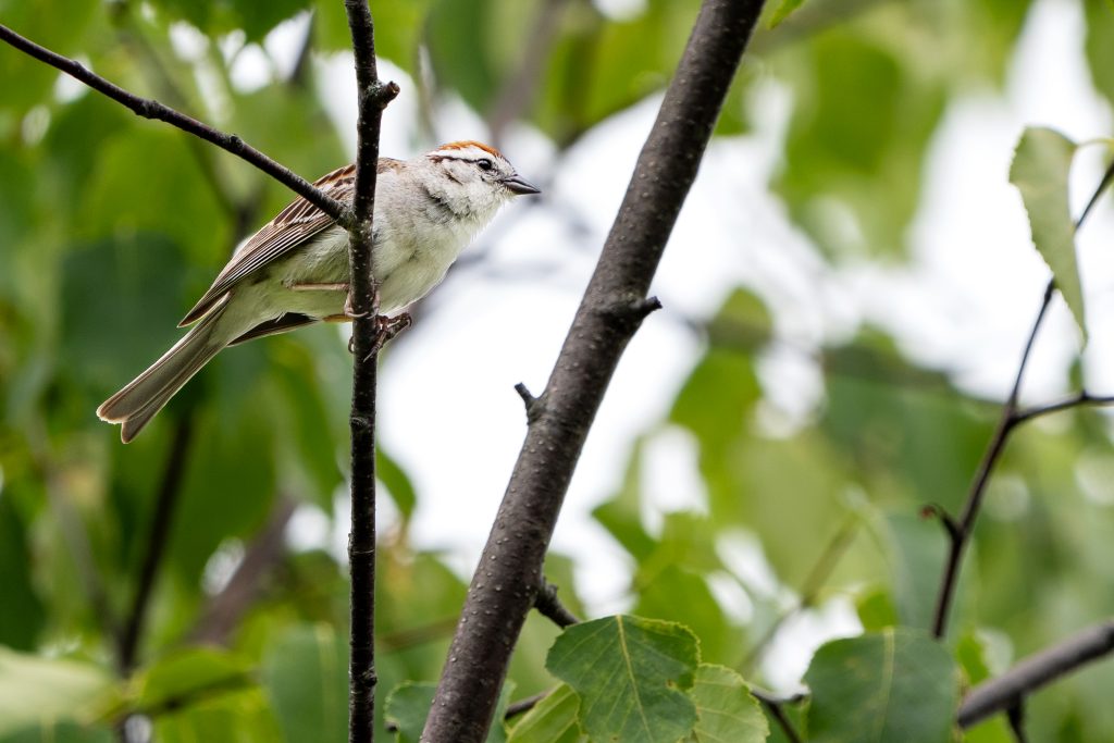 A chipping sparrow