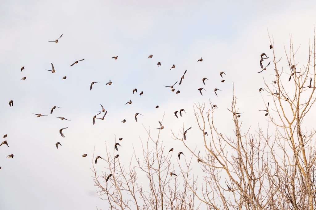 Cedar waxwings