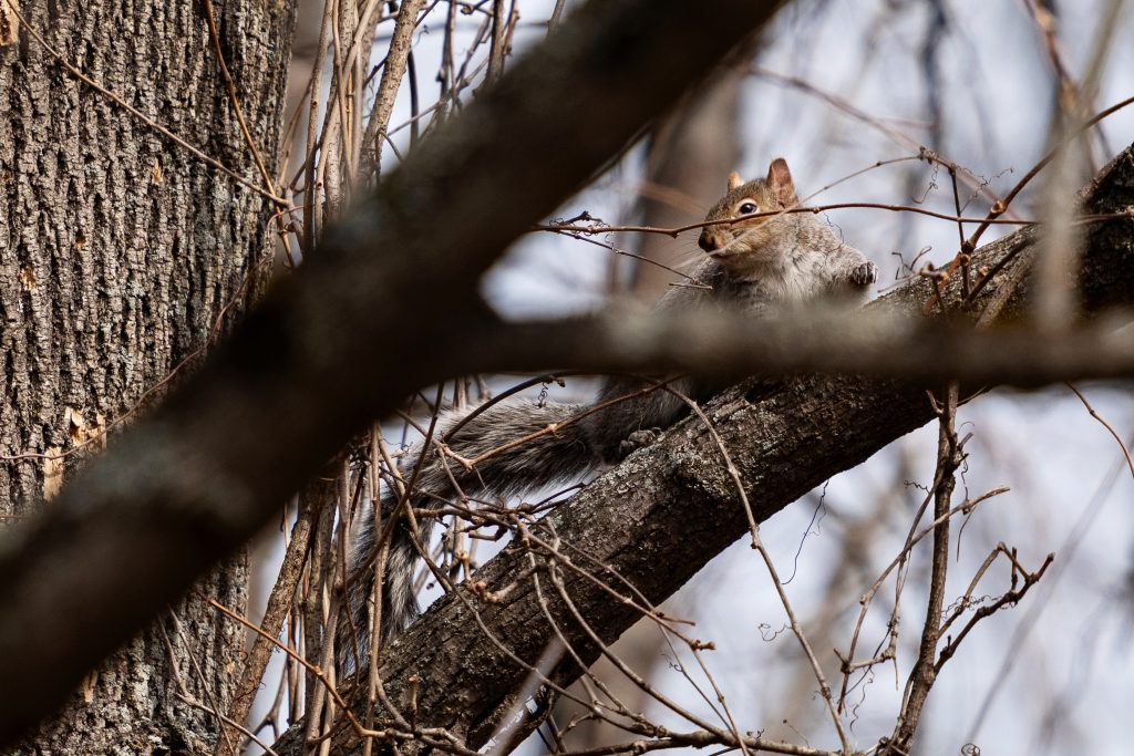 An eastern gray squirrel 