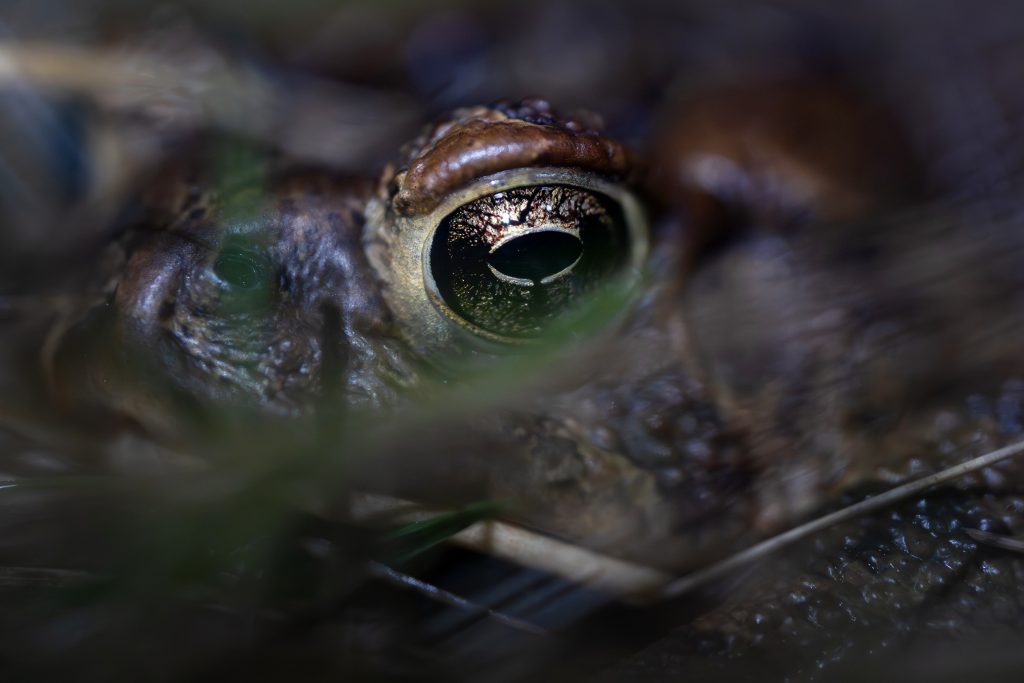 A close=up of an American toad