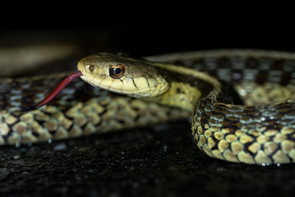 A snake with a patterned body and extended tongue rests on a dark surface, its eye sharply focused.