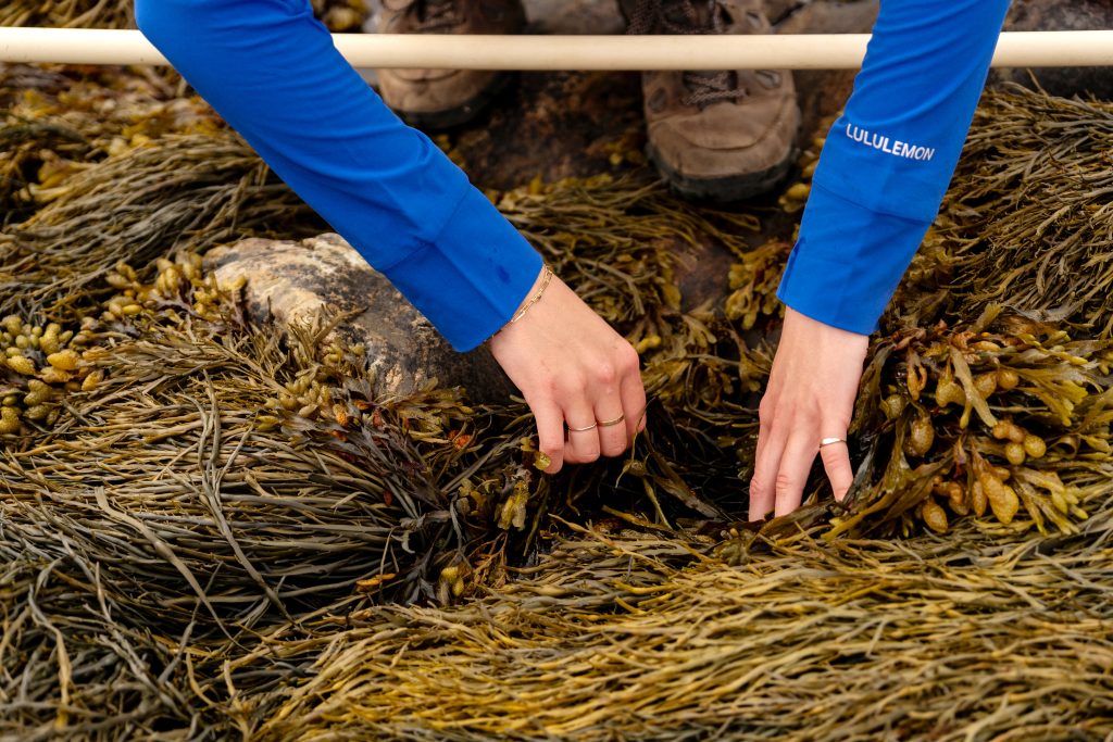 A person looks through seaweed at low tide. 