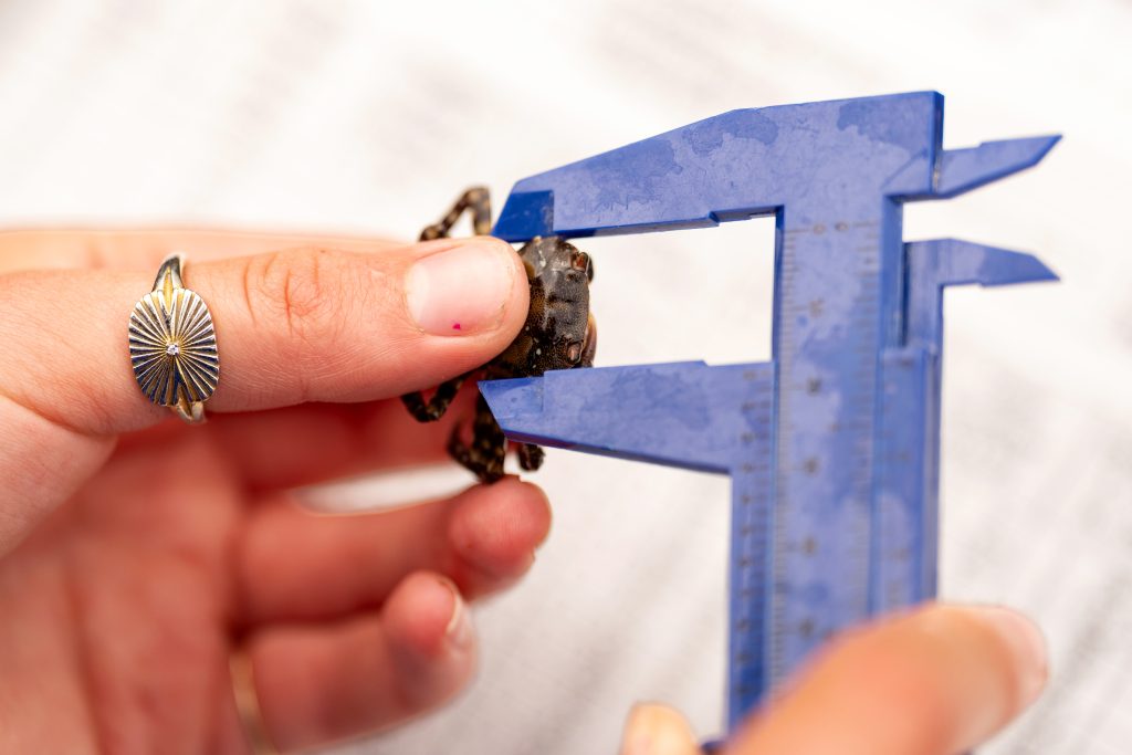 A person measures a crab with a set of calipers. 