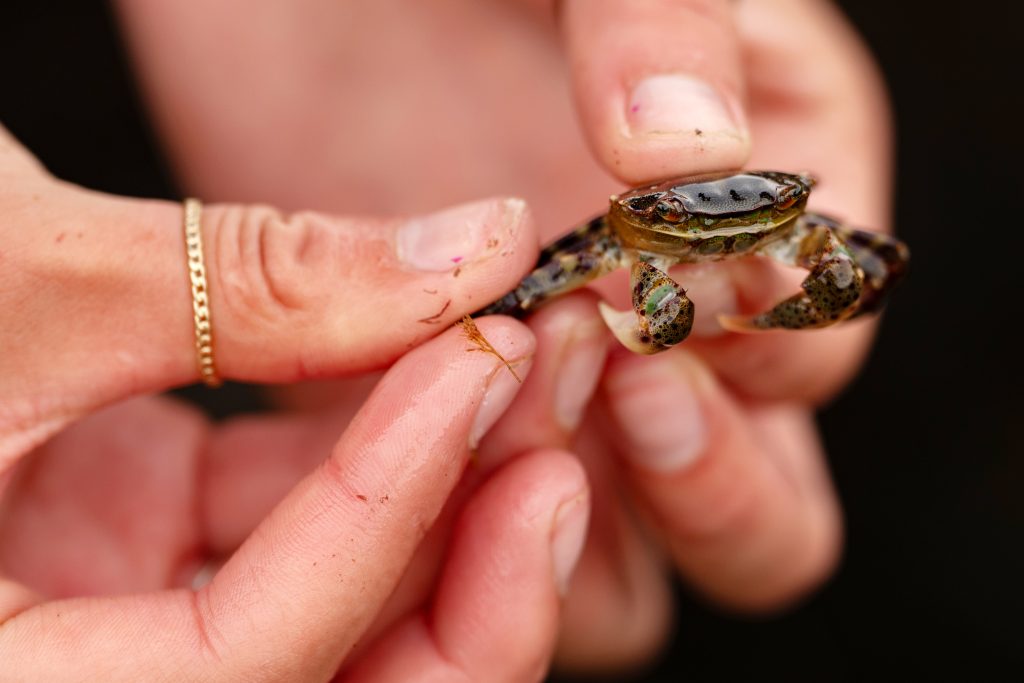 A person holds a tiny crab in their hands. 