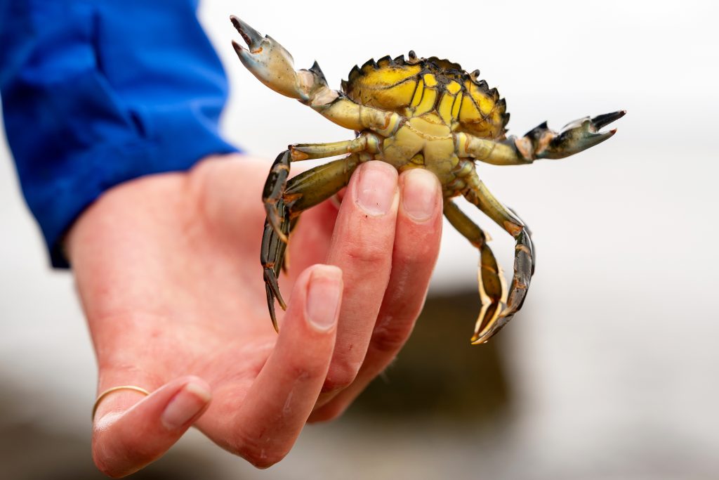 A person holds a crab. 