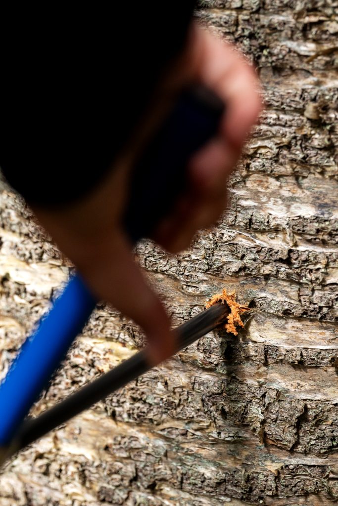 A student takes a core sample of a tree. 