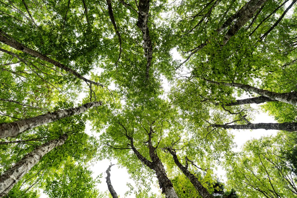 A look up at the crowns of birch trees. 