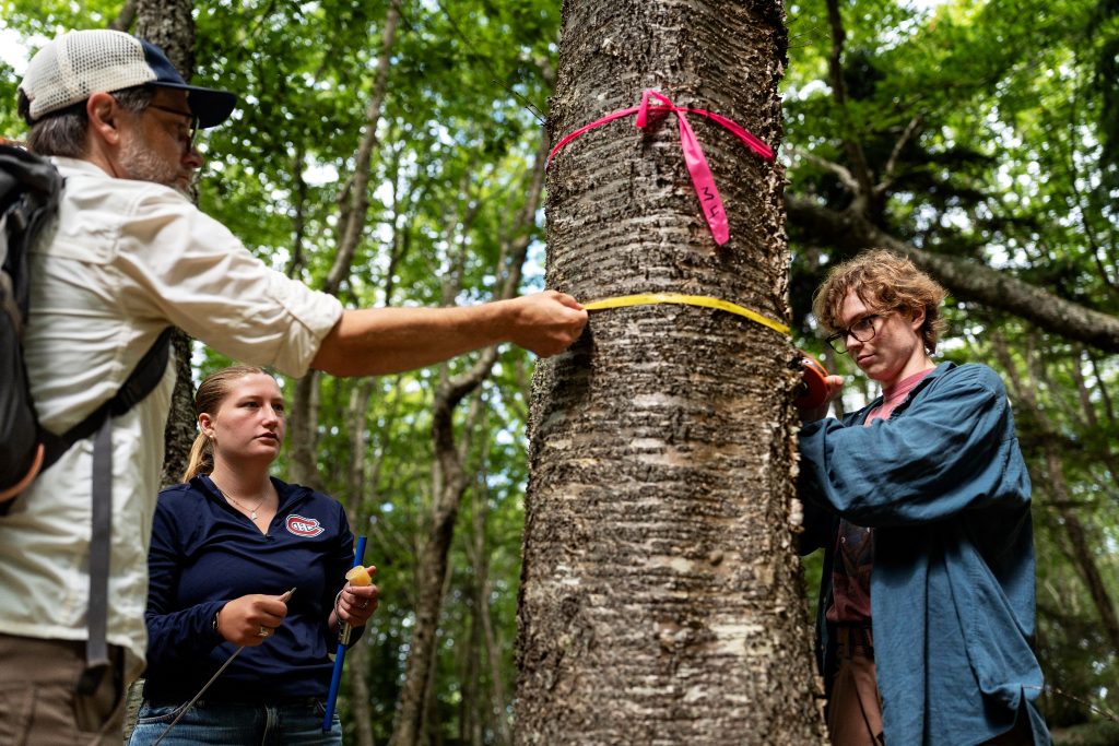 A professor and students measure a tree. 
